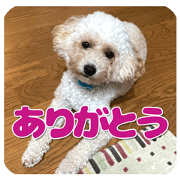 My cute dog Shelly&Sora&Teto