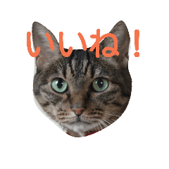 myumelmoka