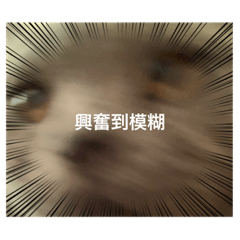 貓咪哪次不可愛