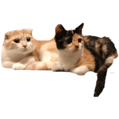 momoko_20210819165433