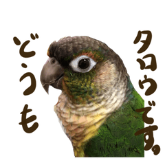 Parakeet Taro Sticker