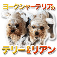 Yorkshireterrier - Terry and Liam