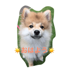 Pome desu