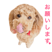 toypoodle_milk