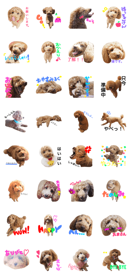 toypoodle_milk