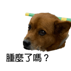 安一家