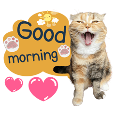 Three kittens by nn