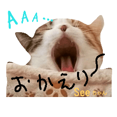 猫のSeeちゃん3