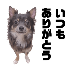 cream_20210820020248