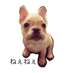 Kinaco the Frenchie