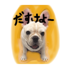 French Bulldog Kotetsu