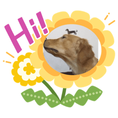 Very Cute Big Dog