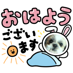 犬 ペット ╰( Ｕ ・ᴥ・)m