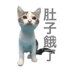 可愛的嚕比