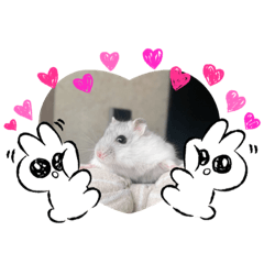 倉鼠萌萌達貼圖 （我的小可愛）