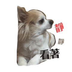 狗迪旺旺