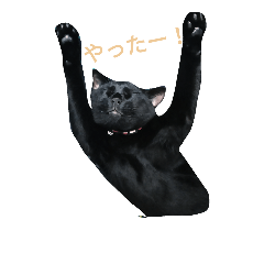 black cat's happy life
