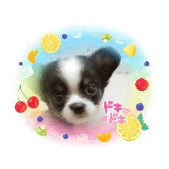 3匹のわんちゃんスタンプ Line スタンプ Line Store 3匹のわんちゃんスタンプ Line スタンプ Line Store