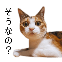 orange_20210819220609