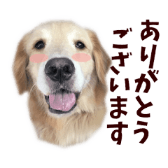 ゴールデンレトリバーのカリブ君スタンプ3 Line スタンプ Line Store