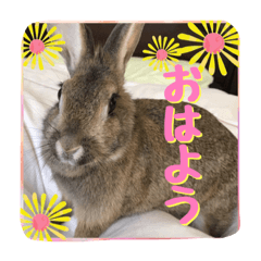 Rabbit Happy riko