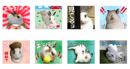 Rabbit A