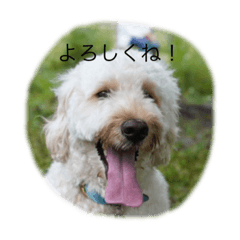 Cherry_20210819130120