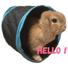 たれ耳うさぎの ちゃーちゃん Line スタンプ Line Store