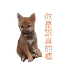 翔翔的萌萌表情包