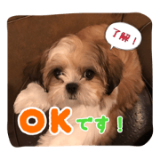 Shih Tzu Eme-chan!