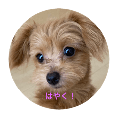 cocoa_20210821060017