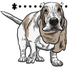 Basset hound 14(dog)