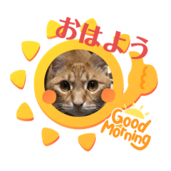 a cute cat sticker <kinako> More cute