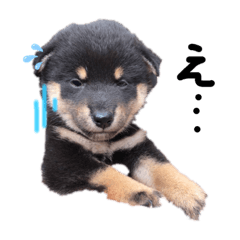 Ringo_20210820210424