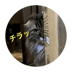 Mizuki_20210820214419