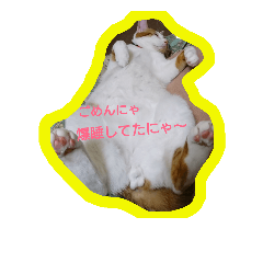 kawaii cat daily use