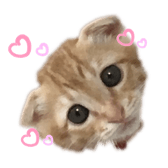 yanchamugichan