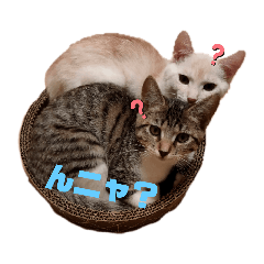 Potsuneko_20210820163805