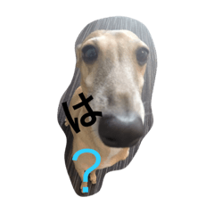 mydogj&j&c
