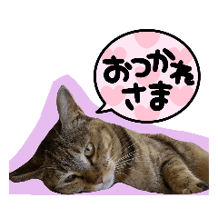 TORA(cat)'s sticker ver.2