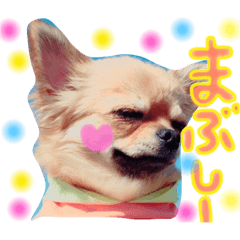 chiwawanomocochan