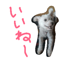 pipino animals of forest