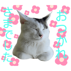 cocoa_20210821135902