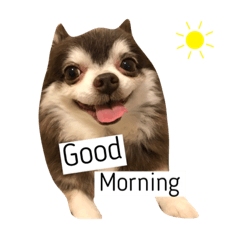 Miu (Chihuahua) daily life II