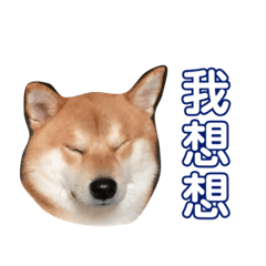 可愛的柴柴-強強