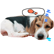 dog gy