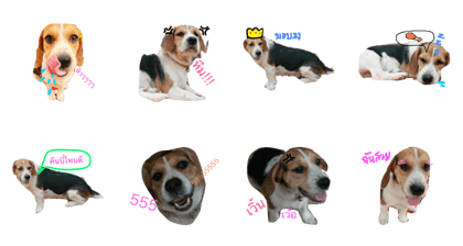 dog gy
