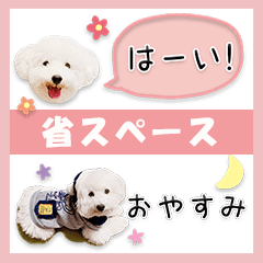 mini sticker toy poodle