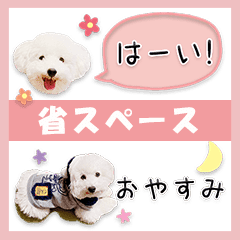 ふわふわ白トイプードル Line スタンプ Line Store ふわふわ白トイプードル Line スタンプ Line Store
