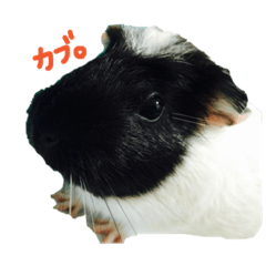 モルモットのカブちゃん Line スタンプ Line Store モルモットのカブちゃん Line スタンプ Line Store